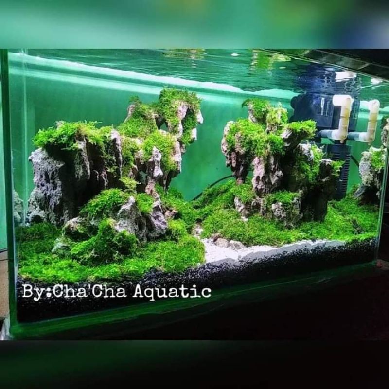 full set aquarium+meja