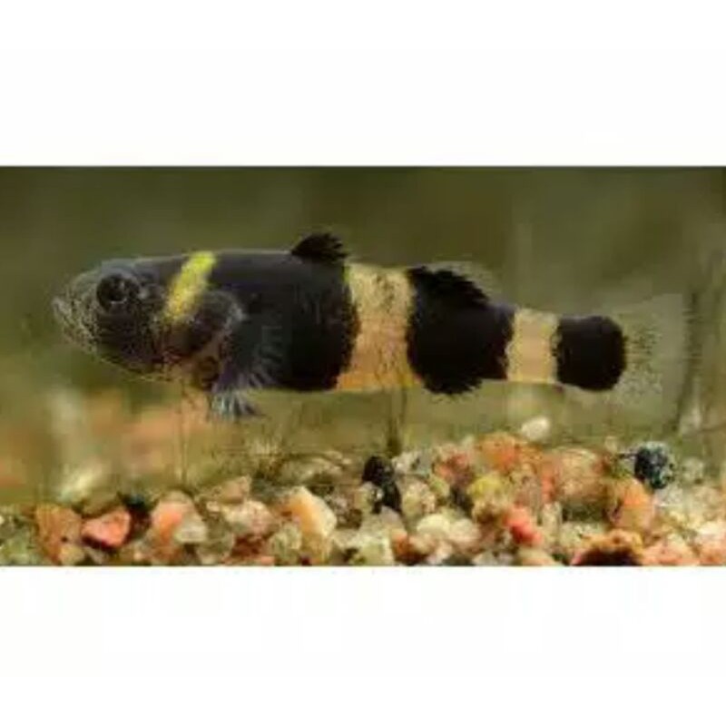 

ikan Bomblebee Goby Asli