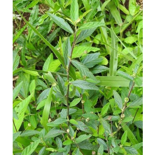 

daun sidaguri segar per 500 gram