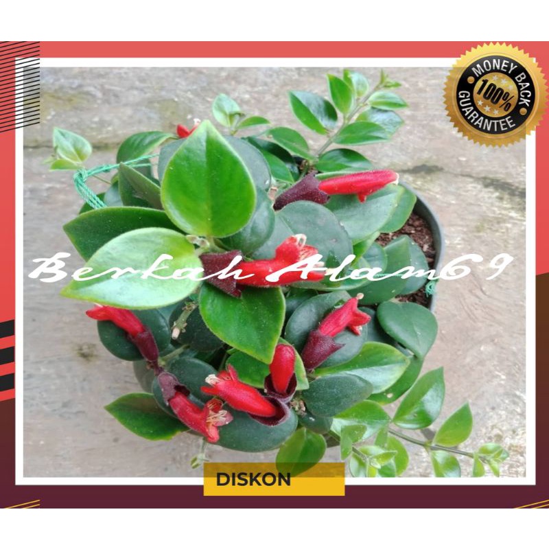 Bibit Tanaman Hias Gantung bunga merah