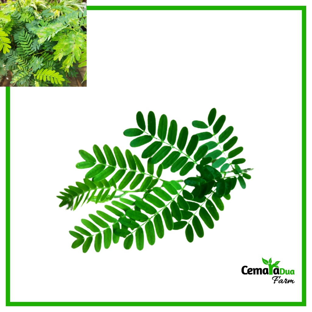 

Daun Asem Jawa / Sinom Segar