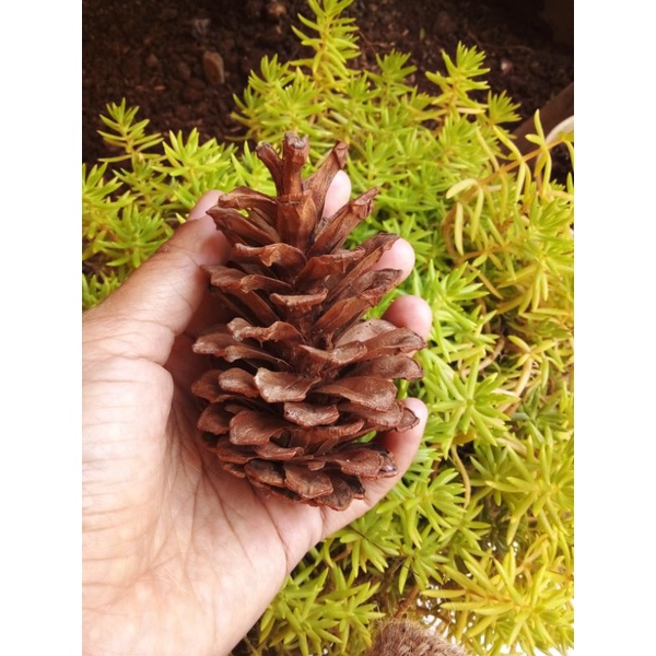 Bunga Biji pinus kering ukuran jumbo/besar pinecone dried flower bahan buket mahar DIY kerajinan