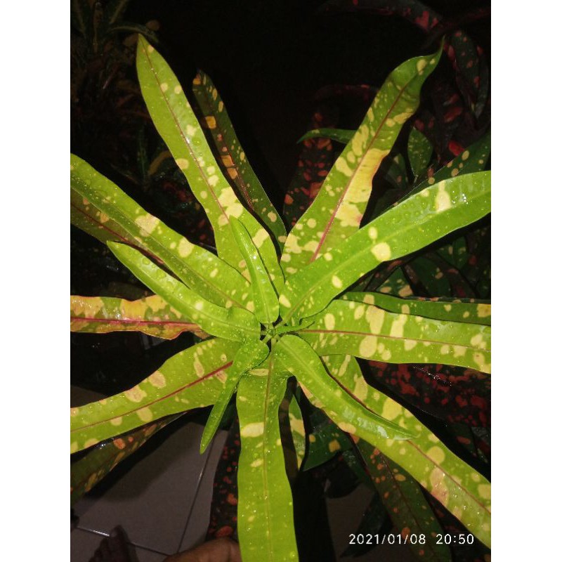 Puring lele rimbun/tanaman hias puring lele