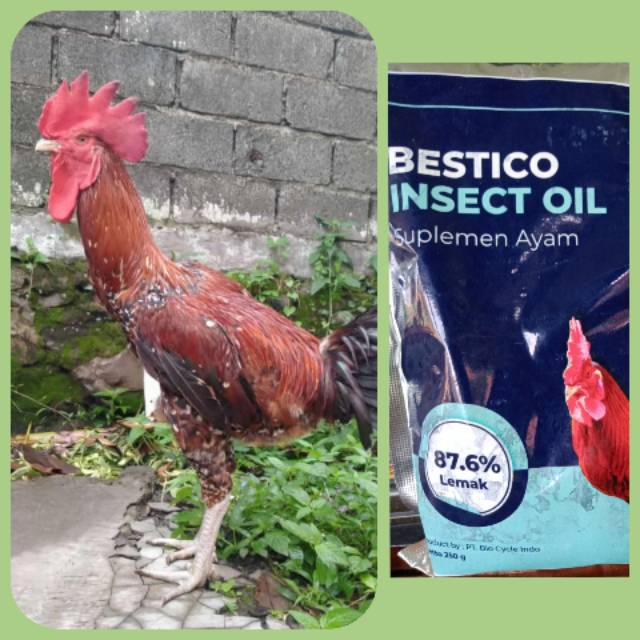 SUPLEMEN UNGGAS BESTICO INSECT OIL/ INSECT MEAL