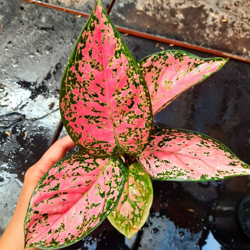 Tanaman Hias Bunga Aglaonema Murah Aglonema Ruby Super Pink