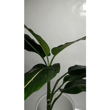 sri rejeki daun putih