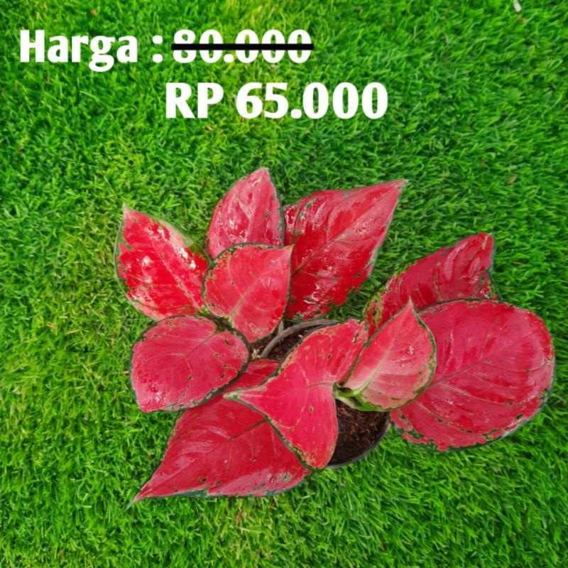 (diskon)Aglonema Red Anjamani Murahhh / Bunga Aglonema Red Anjamani / Tanaman Hias Aglonema Red Anja