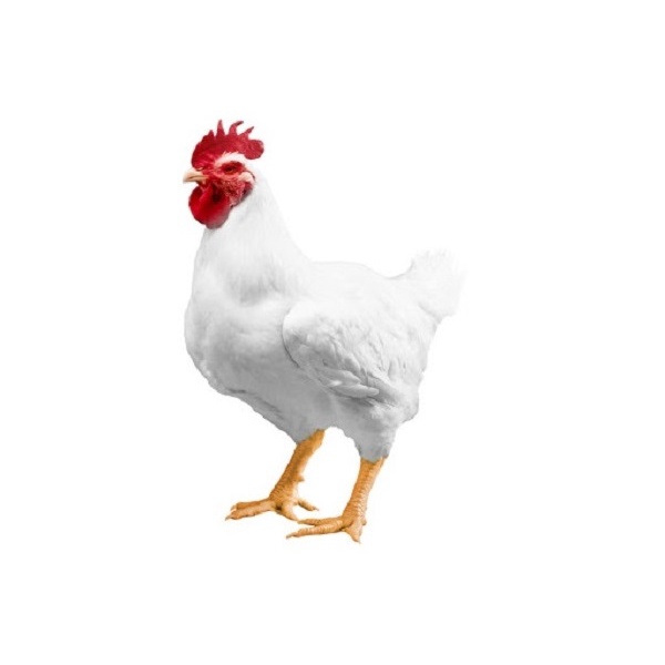 

ayam hidup 900 - 1 kg