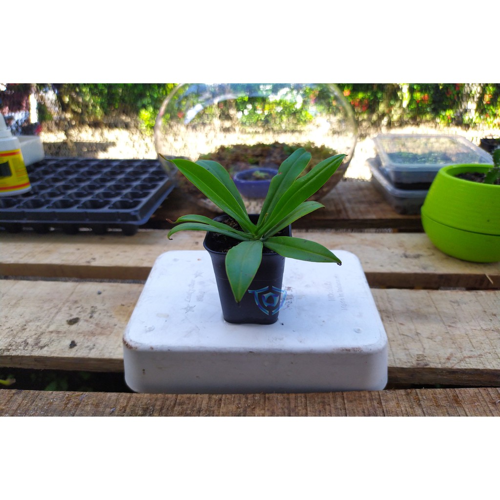 Kantong Semar - Nepenthes Reinwardtiana - Tanaman Karnivora - Tanaman Pemakan Serangga