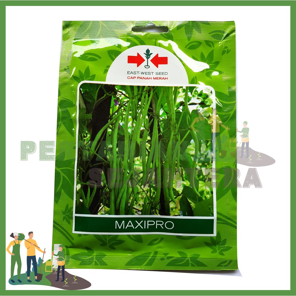 Benih Buncis Maxipro 225 biji Panah Merah / Benih Buncis