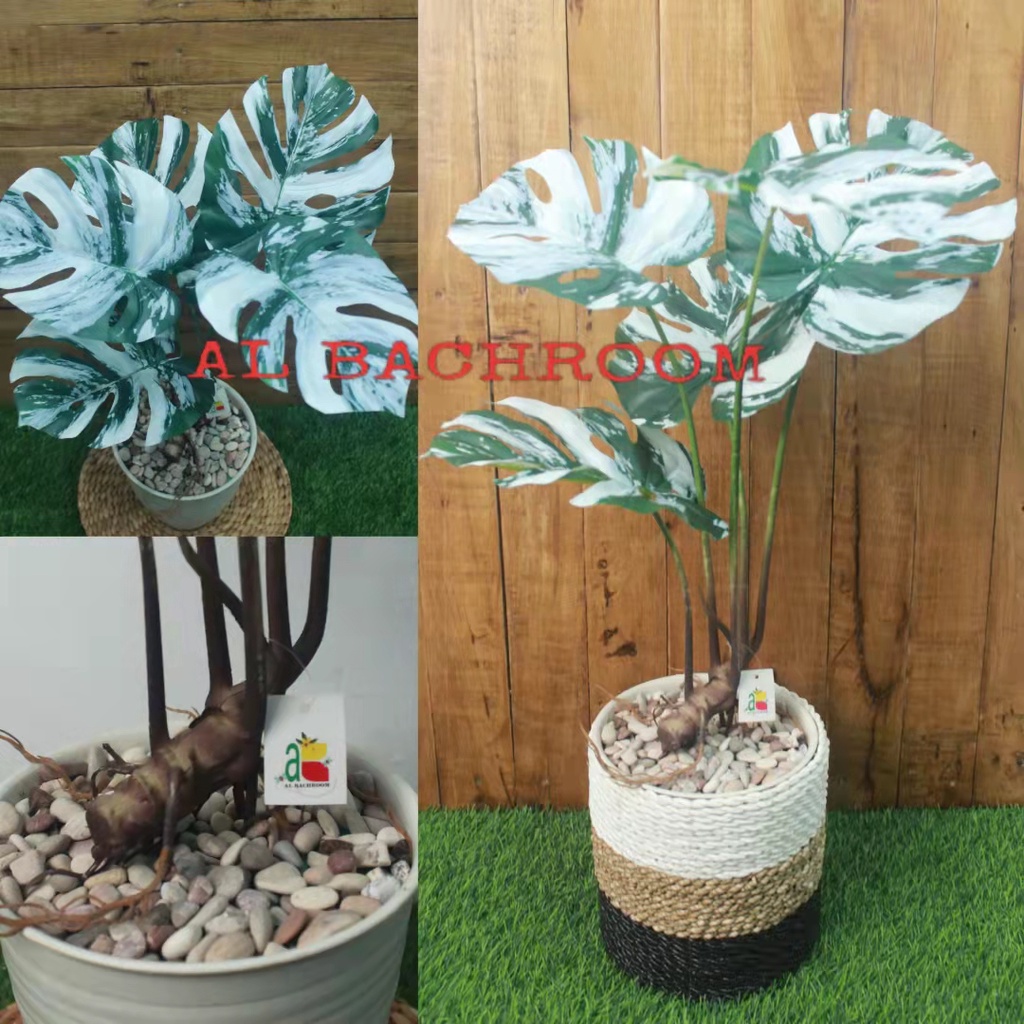 SATU PAKET RANGKAIAN TANAMAN MONSTERA VARIEGATA RB6014 ARTIFICIAL POT PIRUS DEKORASI RUMAH