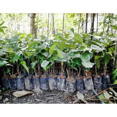 VOC BIBIT BUAH AREN KOLANG KALING GENJAH VARIETAS UNGGUL