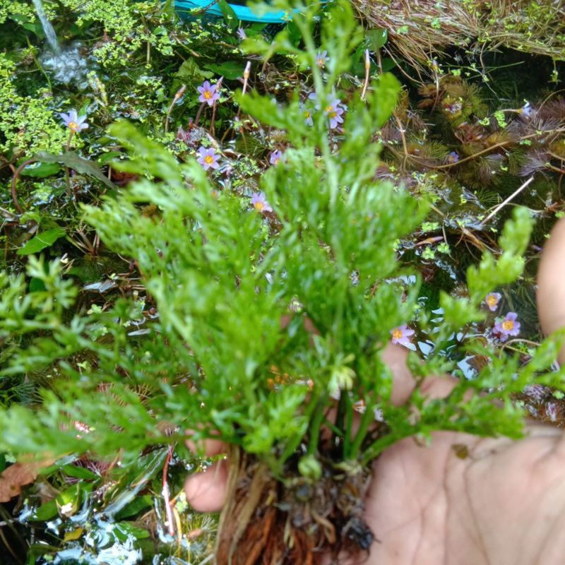 Tanamanhiasakuascape/akuarium/paludarium/pakisair/jualperpohon