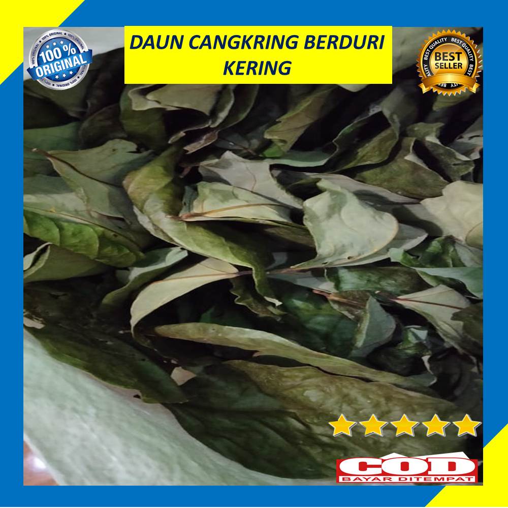

Daun Cangkring Kering 100 Gram Cangkring Berduri Obat Herbal