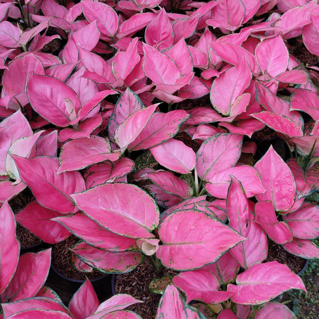 SALE Bonggolan Aglonema Red Katrina Culture Spesial Petani Aglonema Petani Aglonema beby