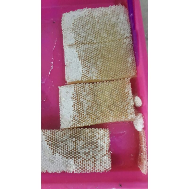 

madu ternak