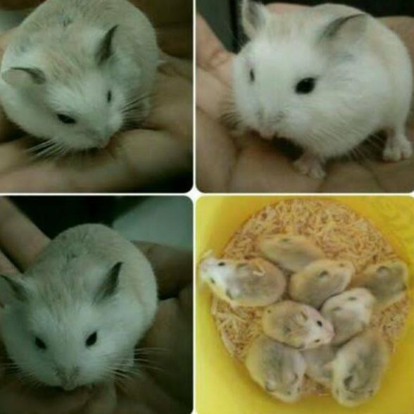 Jabodetabek Hamster Robo Roborovski White Face Normal Brown Face Shopee Indonesia