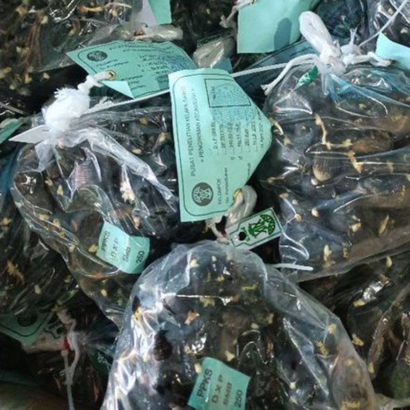 kecambah sawit ppks original