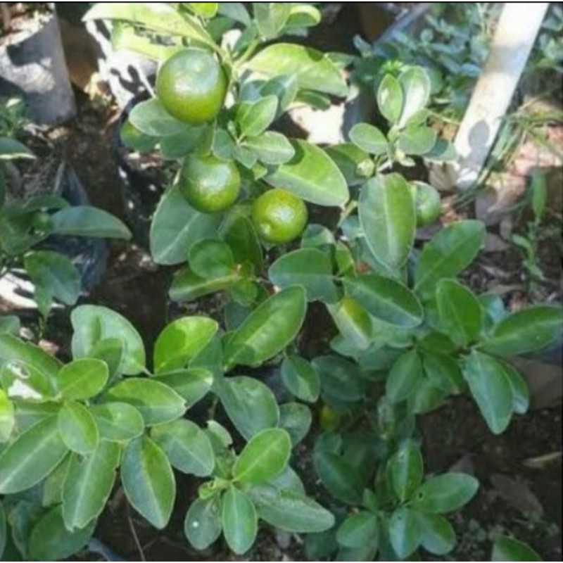 Pohon Jeruk Santang Madu Bibit Tanaman Pohon Buah jeruk Santang Madu