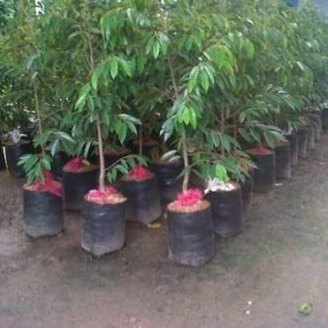BIBIT DURIAN MERAH BANYUWANGI