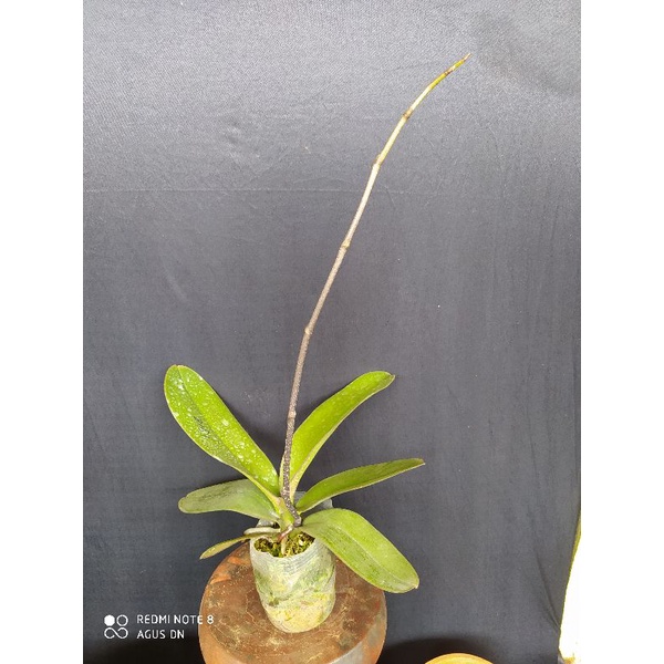 Anggrek Bulan Jumbo knop