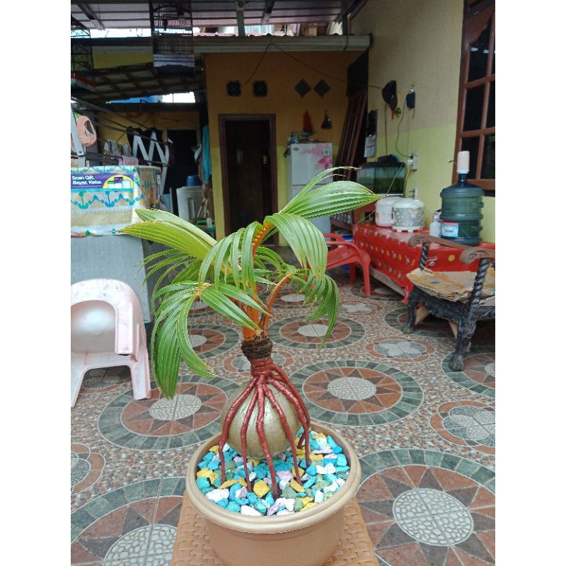 Bonsai kelapa gading / bonkla