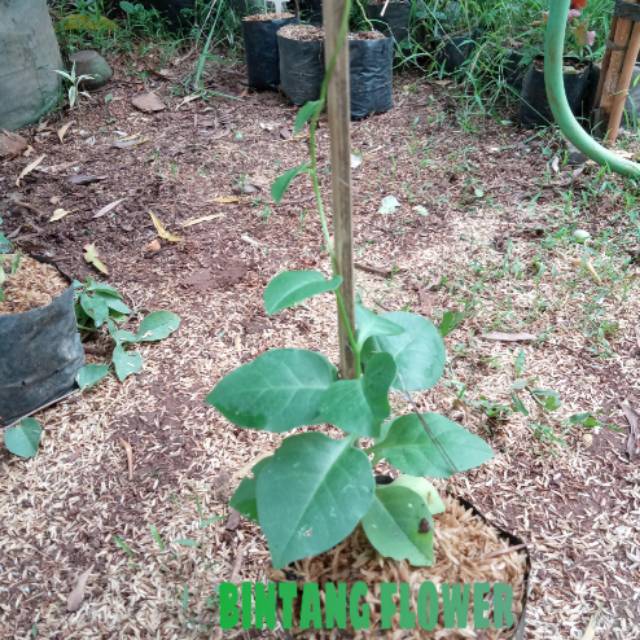 tanaman herbal binahong hijau | bibit tanaman herbal binahong hijau