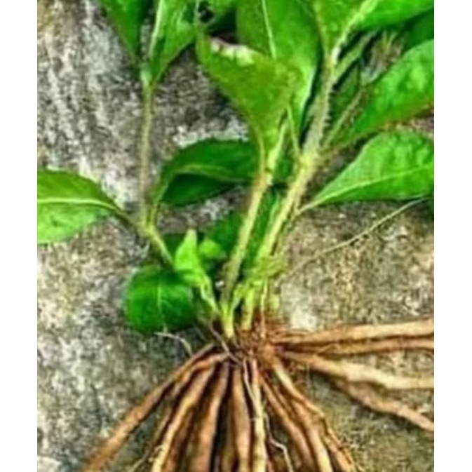 

Daun Pletekan obat herbal untuk diabetes 22 rb/70 lembar
