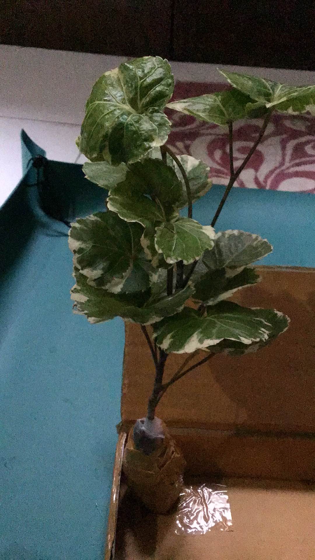 Tanaman Hias Mangkok Varigata