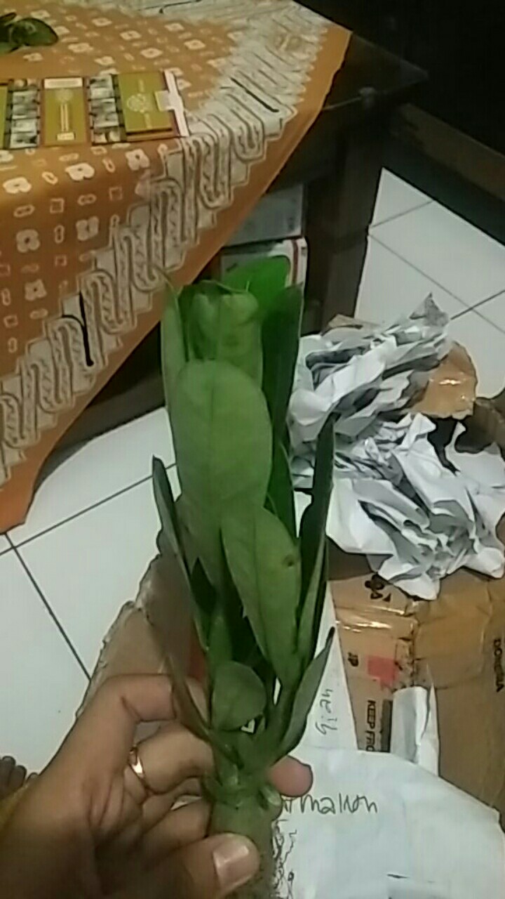 Bibit Tanaman Hias Adenium Kemboja Jepang Bunga Tumpuk Meng Qian