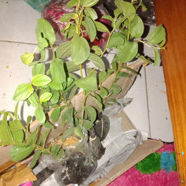 Bibit Bidara Arab/sidr 25-35cm