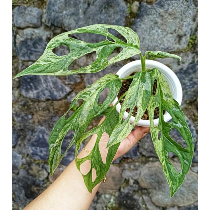 pilodendron janbol varigata lokal