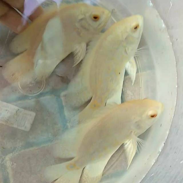 Ikan Oscar Albino 10cm An Untuk Aquarium Shopee Indonesia