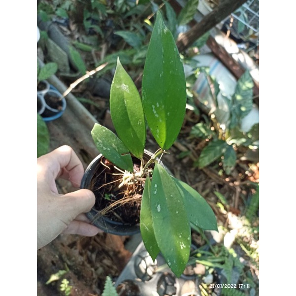 Hoya Pubicalyx Splash