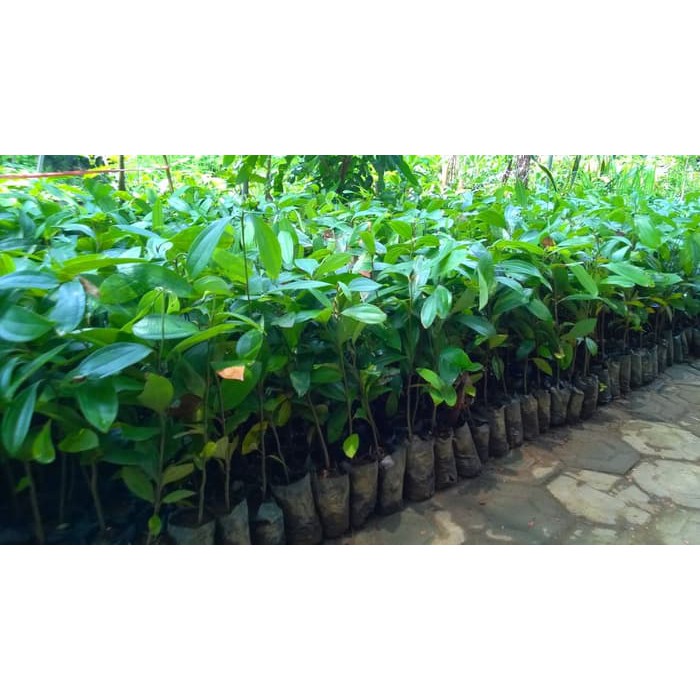 Bibit Kayu Manis