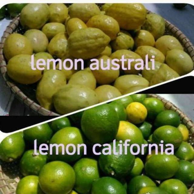 

Jeruk lemon segar
