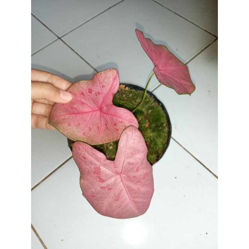 Keladi Sexy Pink