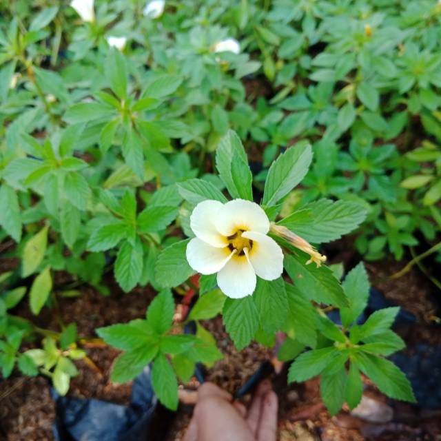 Tanaman Turnera Lidah turnera tanaman herbal turnera lidah kucing tanaman bunga