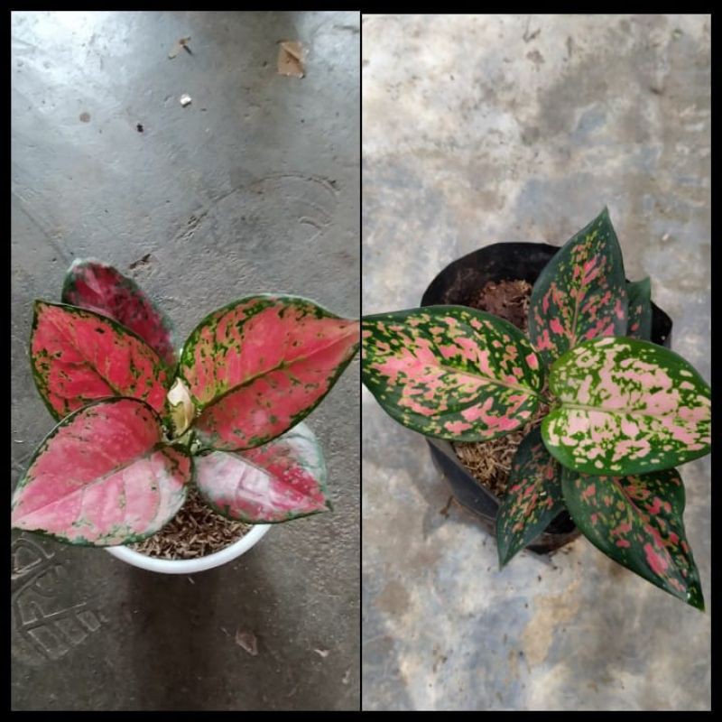 PAKET AGLONEMA (2 JENIS AGLONEMA)