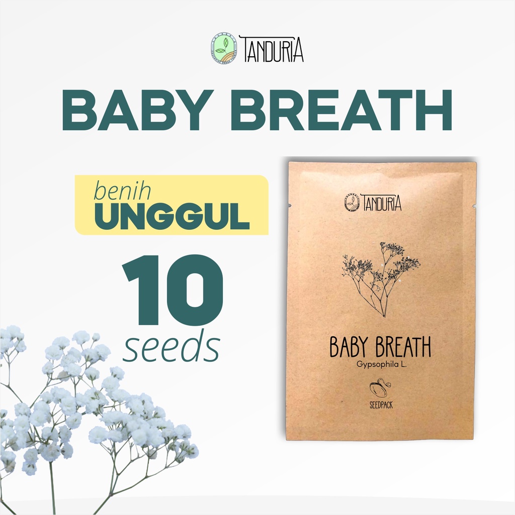 BABY BREATH