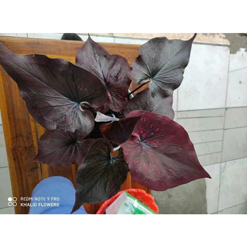 umbi caladium chocolatos original berkualitas