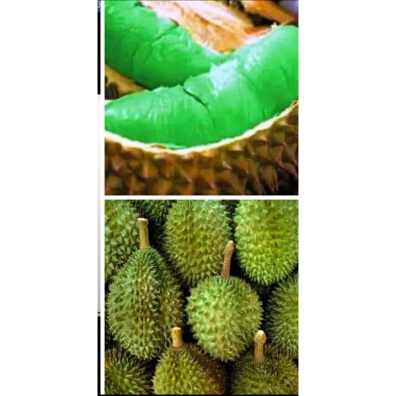 bibit durian montong hijau original