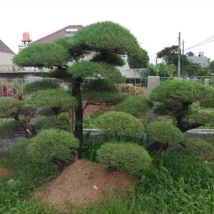 caps Bibit Pohon Cemara Udang - Tanaman Hias Cemara Udang #_#