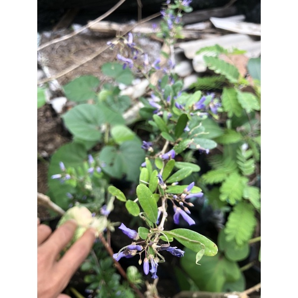 Bibit Bonsai Saeng Simbur Vietnam Bunga Ungu