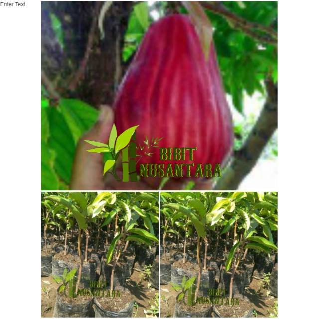 bibit jambu jamaika jambu bol super jumbo