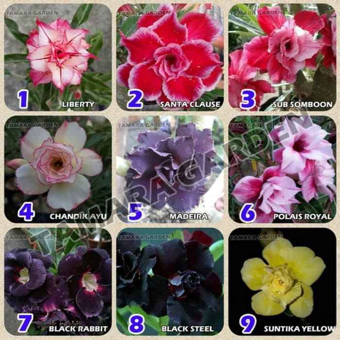 

Paket 9 Bibit Bunga Adenium - Kamboja Jepang Obesum Tumpuk