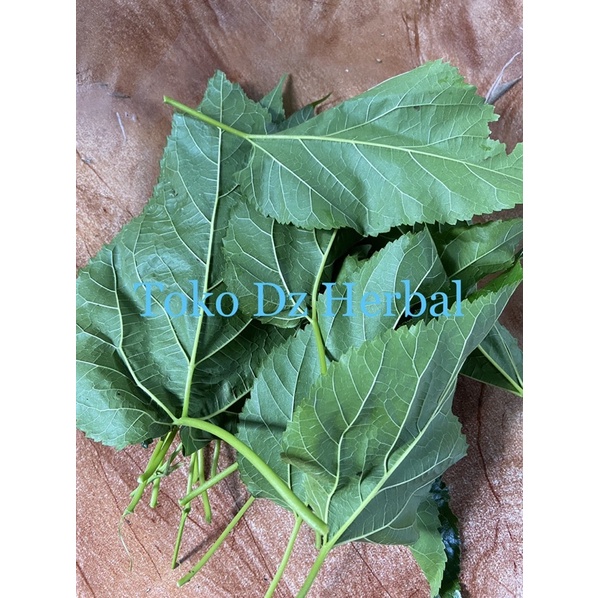 

Daun murbei daun mulberry segar 250 gram-az