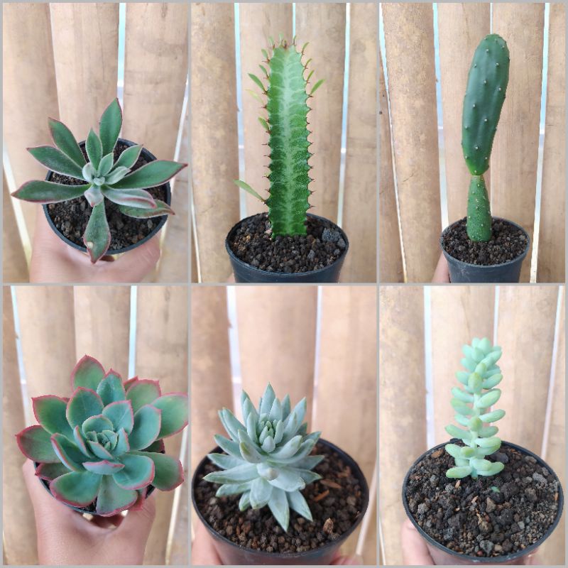 (OPULENT KAKTUS) KAKTUS MURAH SUKULEN MURAH