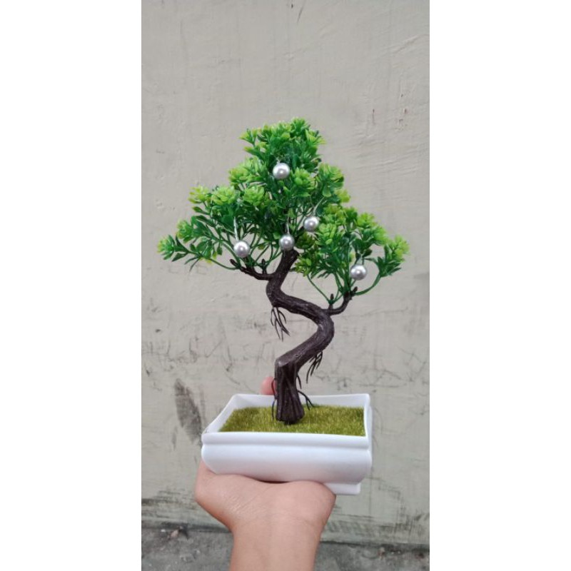 bonsai mini