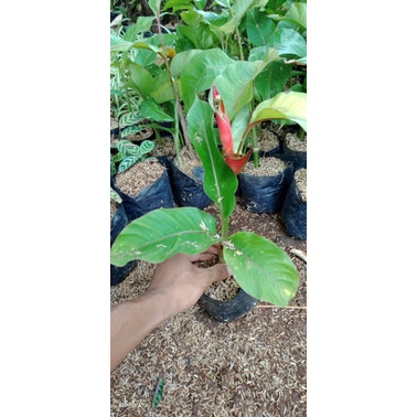 tanaman pisang bali/tanaman hias pisang Pisangan/pisang bali hias